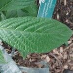 Aphelandra aurantiaca Yaprak