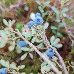 Vaccinium uliginosum Плод