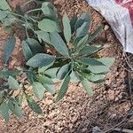 Nicotiana glaucaLeaf