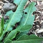 Rumex crispusFoglia