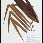 Leopoldinia pulchra Fruto