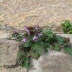 Lamium hybridum Агульны выгляд