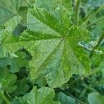 Malva multiflora Levél