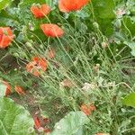 Papaver rhoeasFlor