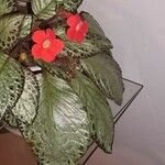 Episcia cupreata Květ