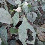 Barleria ventricosa Habit