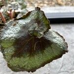 Begonia rex পাতা