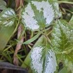 Lamium galeobdolonLeaf