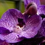 Vanda coerulescens Flors