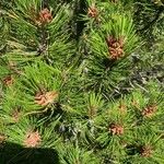 Pinus edulis Folha