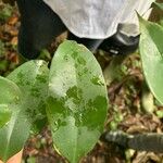 Garcinia epunctata Φύλλο