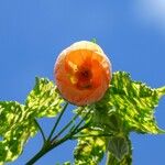 Abutilon striatum 花