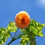 Abutilon striatum Flower