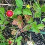 Potentilla indica Φύλλο