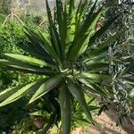 Agave decipiens Leaf