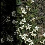 Perezia pedicularidifolia