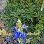 Salvia uliginosa 花