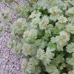 Lamium amplexicaule Агульны выгляд