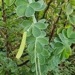 Chamaecrista desvauxii Fuelha
