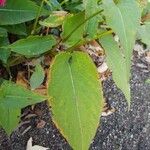 Persicaria orientalis 葉