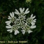 Orlaya grandiflora 花