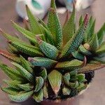 Haworthia attenuata পাতা