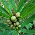 Polygonatum verticillatum ഫലം