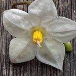 Solanum laxum Flower