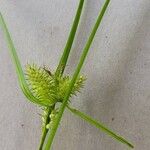 Carex retrorsa ᱵᱟᱦᱟ