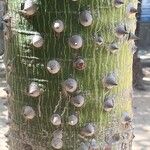 Ceiba insignis Bark