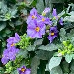 Lycianthes rantonnetii Libunga