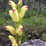Pedicularis sceptrum-carolinum Flower