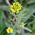 Erysimum cheiranthoides Blomma