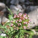 Centranthus calcitrapae Blomst
