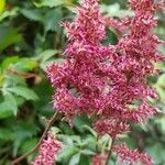 Astilbe × rosea Blodyn