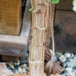 Pelargonium citronellum 樹皮
