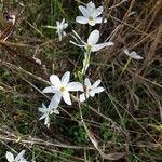 Narcissus serotinus 花