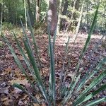 Yucca arkansana Лист