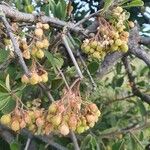 Gymnosporia putterlickioides Fruit