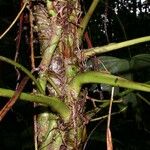 Anthurium subsignatum Other