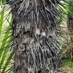Oncosperma horridum Bark