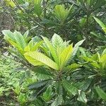 Eriobotrya japonica Leht