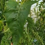 Atriplex hortensis Hoja