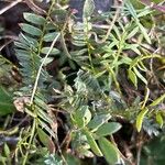 Astragalus danicus Blad