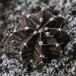 Gymnocalycium mihanovichiiList