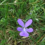 Viola cornuta Flower