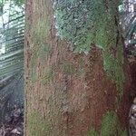 Richeria grandis Bark