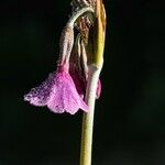 Primula secundiflora Flower
