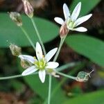 Nothoscordum gracile 花