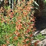 Lobelia laxiflora Cvet